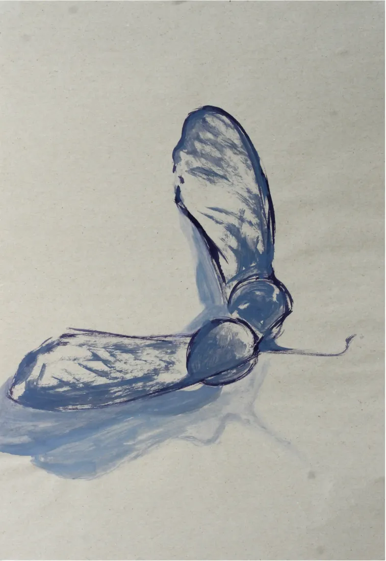 An ink drawing capturing the floating movement of maple seeds.